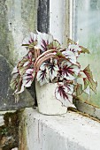 Rex begonia with silver-grey leaves in pot on mossy windowsill