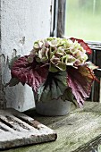 Autumnal bouquet of Rex begonia leaves and hydrangea flowers