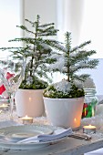 Small potted fir trees decorated with moss and artificial snow as festive table decoration