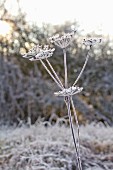 Cow parsley seed heads covered in hoar frost