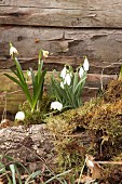 Harbingers of spring: Snowdrops and spring snowflake amongst moss against wooden wall