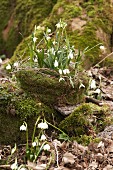 Harbingers of spring: Snowdrops and spring snowflake on mossy tree stump
