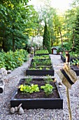 Raised vegetable beds surrounded by gravel paths