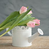 Pink tulips on top of white vintage-style watering can