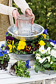 Woman building flower stand from metal bowls and planting with pansies