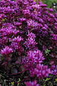 Purple-flowering stonecrop (Sedum spurium) in garden