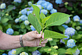 Hand holding hydrangea sprig (to propagate from cutting)
