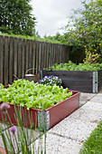 Lettuces in raised bed in garden