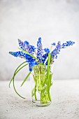 Blue grape hyacinths in drinking glass