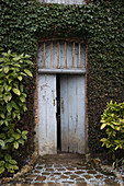 Old weathered door in wall covered in ivy