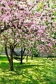 Hammock hung between two flowering fruit trees