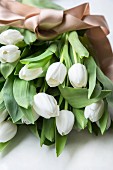 Bund weiße Tulpen mit einem braunen Satinband