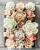 Succulents planted in wooden frame