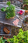 Various medicinal and kitchen herbs and gardening tools on garden table