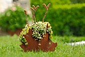 Metal hedgehog planted with succulents on lawn in garden