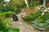 Katze sitzt auf Gartenweg neben Gartenbeet mit Mittagsblumen, Fetthenne und Wolfsmilch