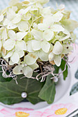 White hydrangea flowers in floral foam wrapped in ivy leaves