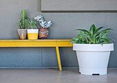 Pflanzen in verschiedenen Töpfen auf gelber Bank vor grauer Wand