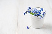 Forget-me-nots in small ceramic bucket