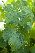 Droplets of water on vine leaves