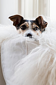 Dog snuggled into white sheepskin on white sofa