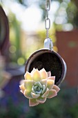 Succulent planted in suspended cup