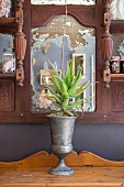 Succulent planted in vintage urn in front of antique mirror