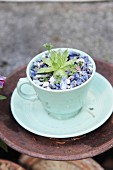 Succulent plantes in pale turquoise teacup mulched with blue stones