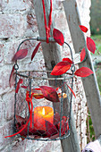 Lantern with red leaves of vaccinium in wire basket