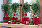 Thymus vulgaris (thyme) Christmassy stems