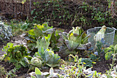 Harvest insensitive vegetables in late autumn