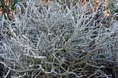 Euonymus alatus (corkstring spindle shrub) with hoarfrost