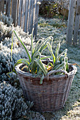 Wicker basket on frozen herb bed, thymus,