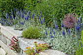 Drywall with Veronica spicata 'Silver Carpet' (Honorary Award)