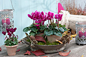 Pots with cyclamen persicum in zinc bowl with moss