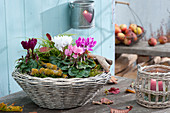 Cyclamen persicum and Carex in basket bowl