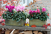Tin boxes planted with Cyclamen persicum (cyclamen)