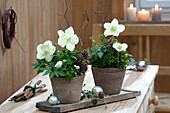 Helleborus niger (Christmas rose) in terracotta pots on wooden board