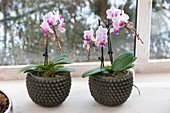 pots with Phalaenopsis (Malay flower, butterfly orchid)