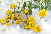 Winter aconites and snowdrops in the snow