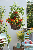 Planting basket with tomato and nasturtium