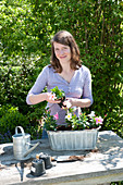 Plant Zinc Jardiniere with Mandevilla Sundaville 'Pink' 'White'