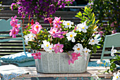 Zink-Jardiniere mit Mandevilla Sundaville 'Pink' 'White' bepflanzen :