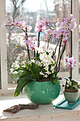 Phalaenopsis (Malayan flower, butterfly orchid, moth orchid)