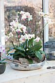 Phalaenopsis (Malayan flower, butterfly orchid, moth orchid)