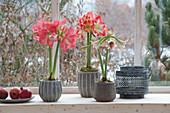 Various Hippeastrum in gray pots on the windowsill