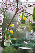 Narcissus 'Tete a Tete', hung on tree in small felt pots