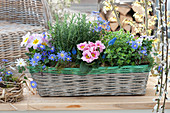 Basket with primula, anemone blanda