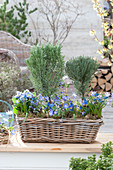 Basket with herb stems and blue spring flowers
