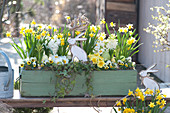 Narcissus 'Tete A Tete', Primula, Viola cornuta